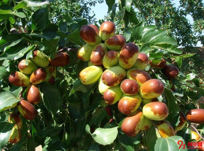 幫果農“吆喝”，開啟創業夢