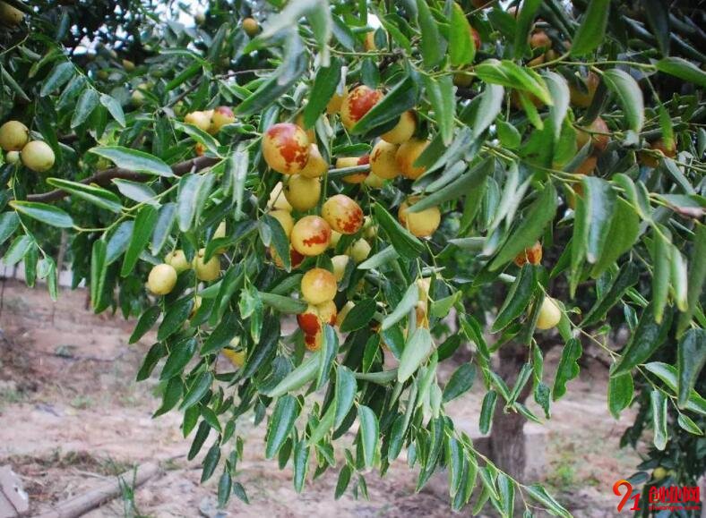 幫果農“吆喝”，開啟創業夢