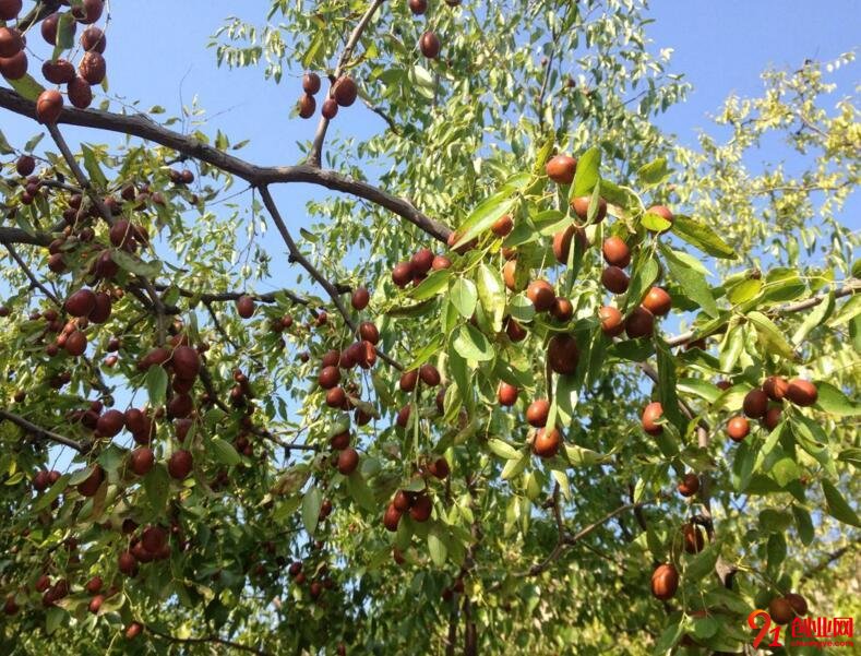 幫果農“吆喝”，開啟創業夢