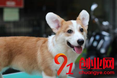 2017小本創業做什么?八個小本創業項目太賺錢!