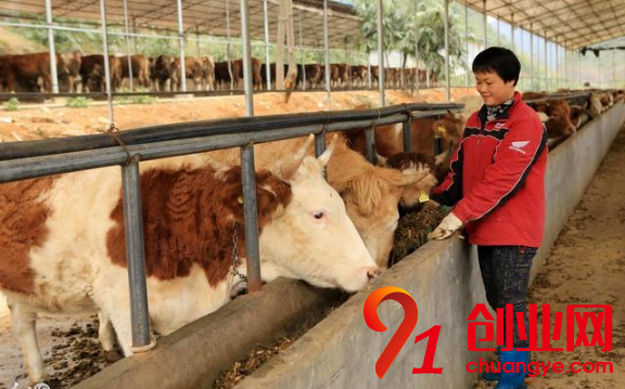 想養(yǎng)牛?一定要避開5點(diǎn)才可以!