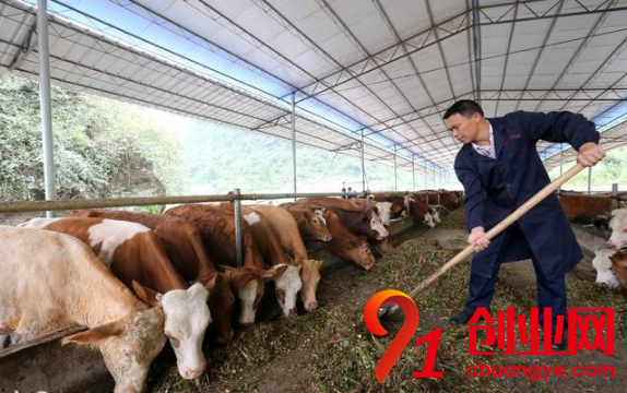 想養(yǎng)牛?一定要避開5點(diǎn)才可以!