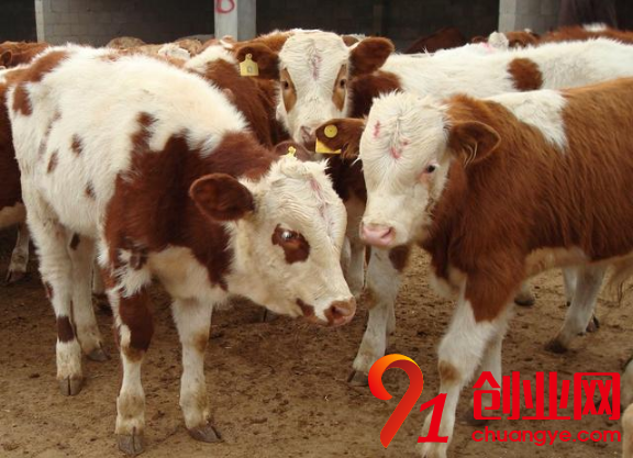 養(yǎng)牛賺錢從買牛開始,你知道其中的門道嗎