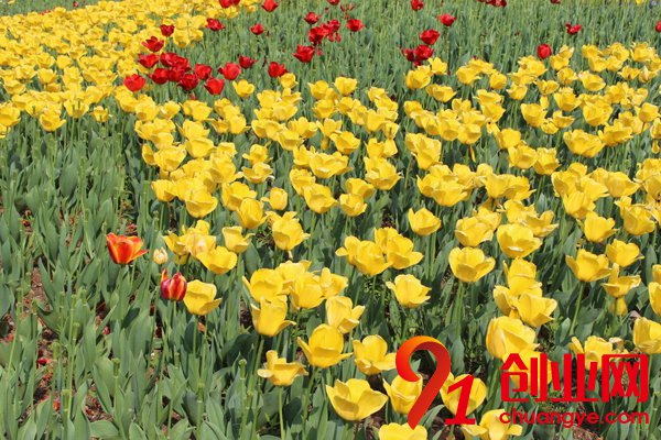 農村干什么賺錢?帶你探尋賺錢之道