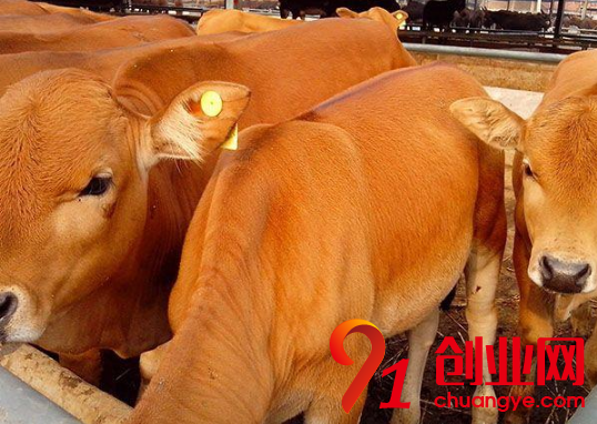 現(xiàn)在北方農(nóng)民養(yǎng)殖什么可以賺錢(qián)?