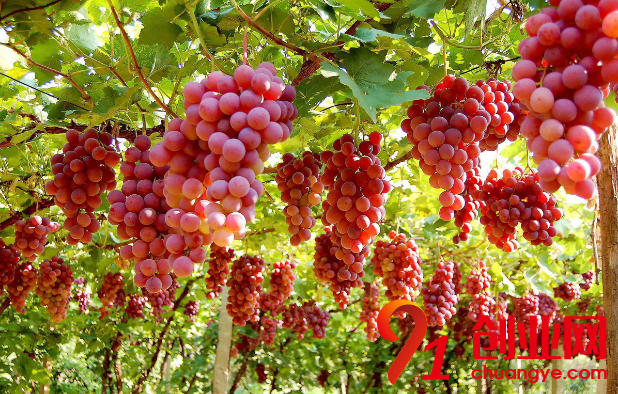 2018年大棚葡萄市場(chǎng)前景如何