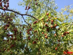 幫果農“吆喝”，開啟創業夢