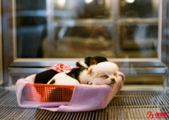 80后小伙創業：從狗保姆到寵物店Boss