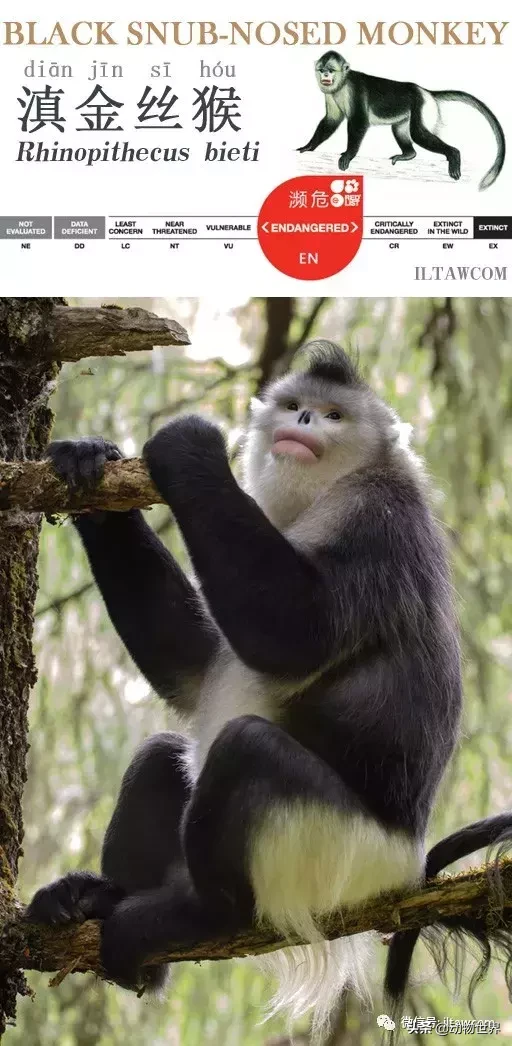 世界上棲息海拔高度最高的靈長類動物-滇金絲猴