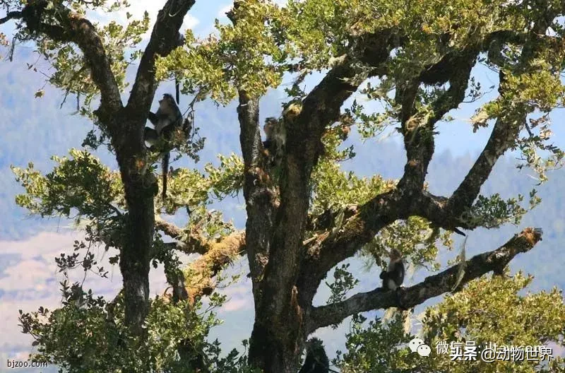 世界上棲息海拔高度最高的靈長類動物-滇金絲猴