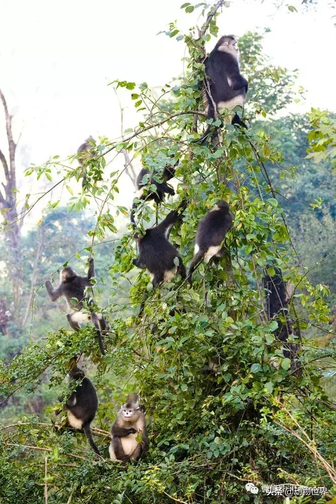 世界上棲息海拔高度最高的靈長類動物-滇金絲猴
