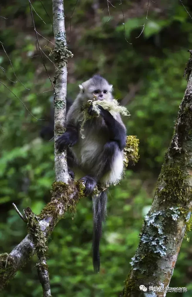 世界上棲息海拔高度最高的靈長類動物-滇金絲猴