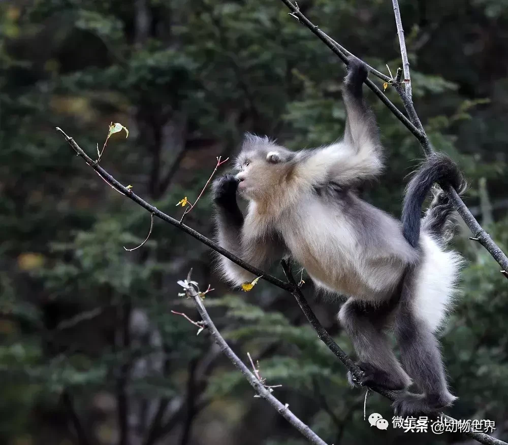 世界上棲息海拔高度最高的靈長類動物-滇金絲猴