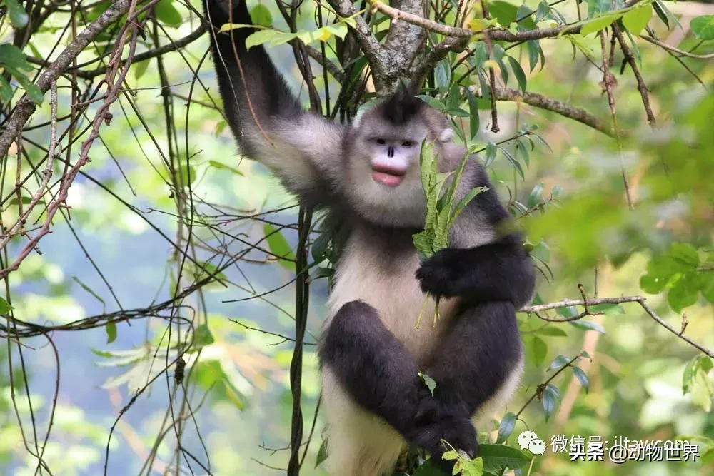 世界上棲息海拔高度最高的靈長類動物-滇金絲猴