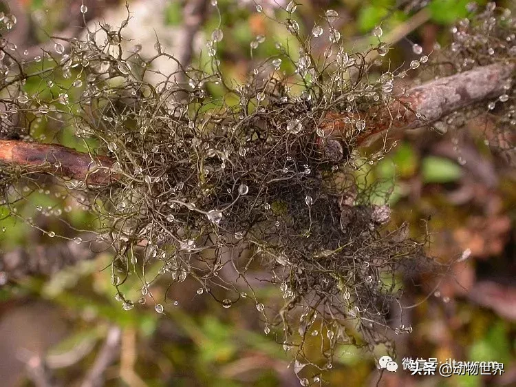 世界上棲息海拔高度最高的靈長類動物-滇金絲猴