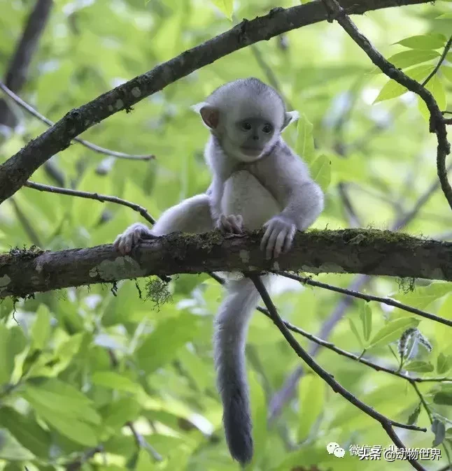 世界上棲息海拔高度最高的靈長類動物-滇金絲猴
