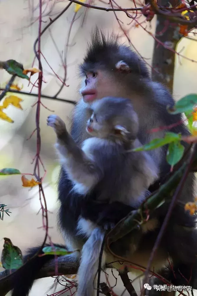 世界上棲息海拔高度最高的靈長類動物-滇金絲猴