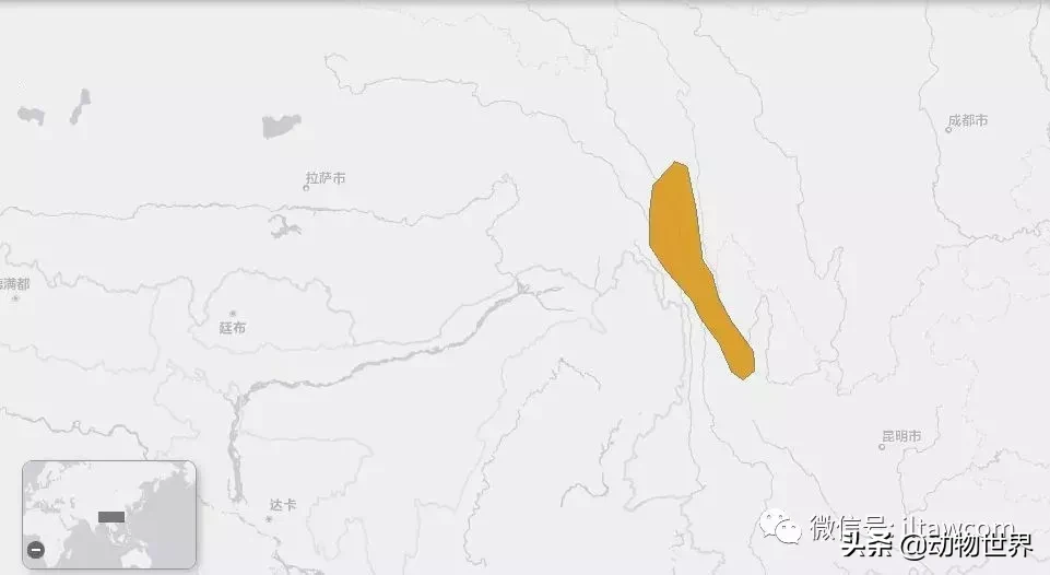 世界上棲息海拔高度最高的靈長類動物-滇金絲猴