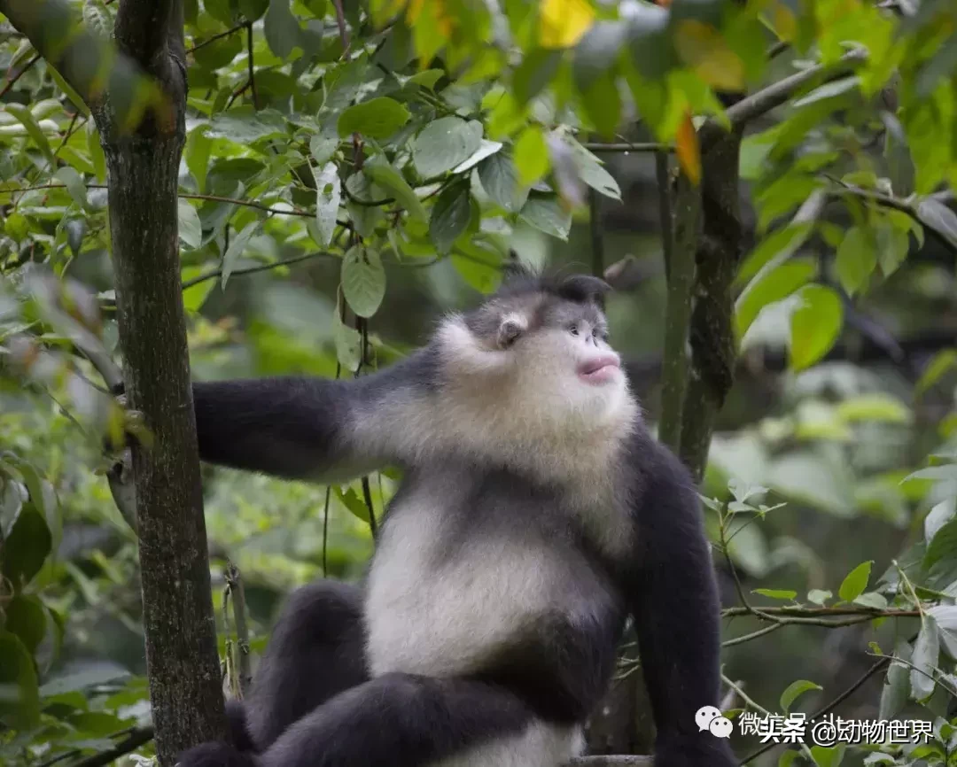 世界上棲息海拔高度最高的靈長類動物-滇金絲猴