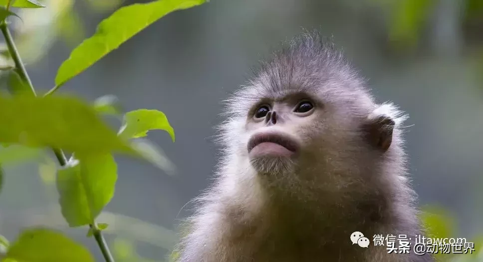 世界上棲息海拔高度最高的靈長類動物-滇金絲猴