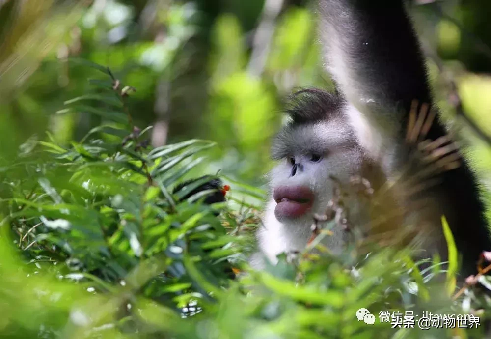 世界上棲息海拔高度最高的靈長類動物-滇金絲猴
