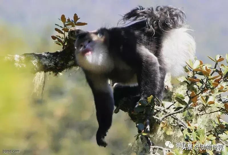 世界上棲息海拔高度最高的靈長類動物-滇金絲猴