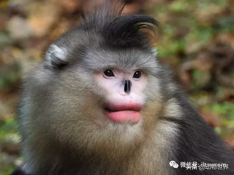 世界上棲息海拔高度最高的靈長類動物-滇金絲猴