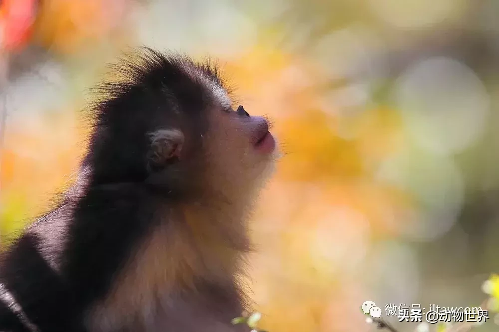 世界上棲息海拔高度最高的靈長類動物-滇金絲猴