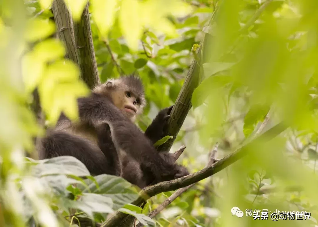 世界上棲息海拔高度最高的靈長類動物-滇金絲猴