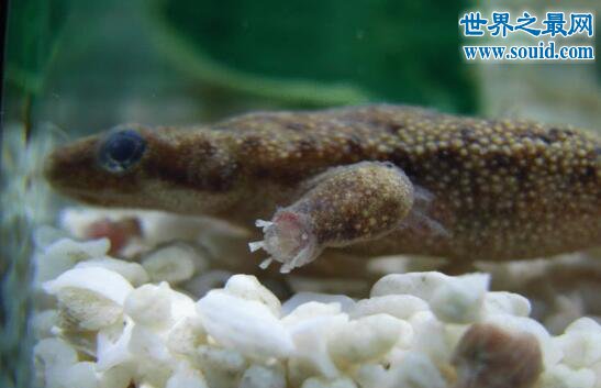 世界上體型最小的鱷魚,非洲侏儒鱷(被人類肆意捕殺)(www.souid.com)