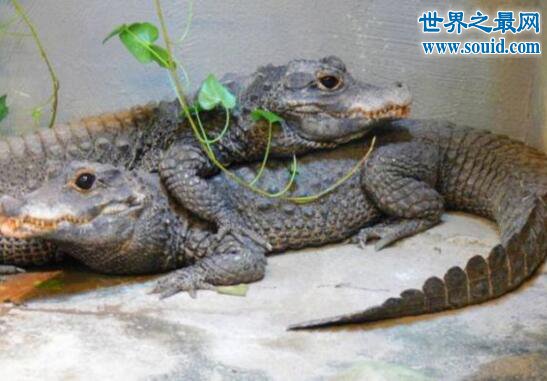 世界上體型最小的鱷魚,非洲侏儒鱷(被人類肆意捕殺)(www.souid.com)