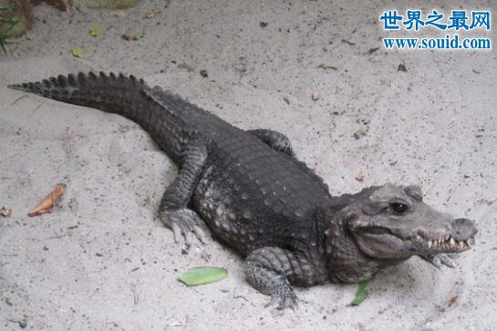 世界上體型最小的鱷魚,非洲侏儒鱷(被人類肆意捕殺)(www.souid.com)