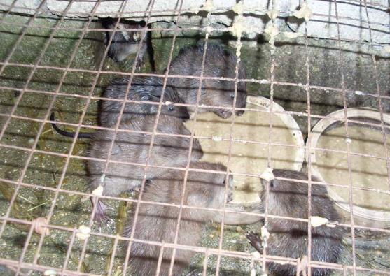 中國麝香鼠養(yǎng)殖基地