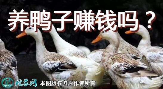 養(yǎng)鴨子賺錢嗎