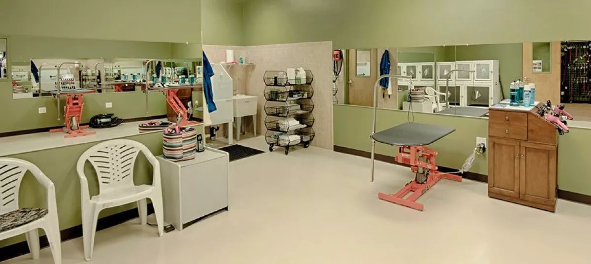 如何開一家寵物店