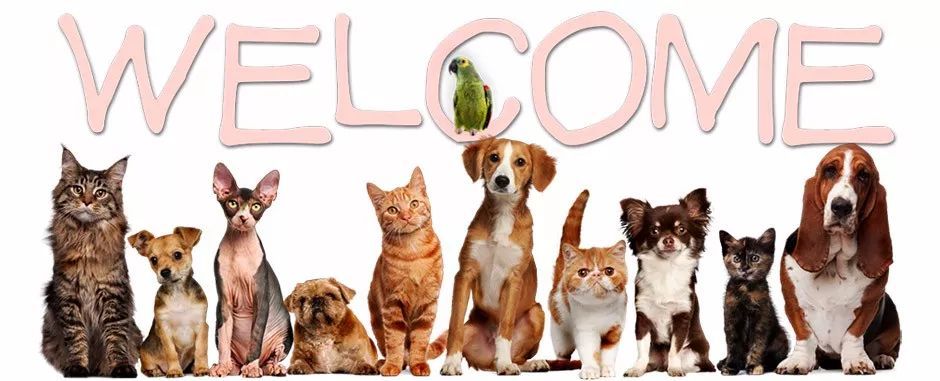 如何開一家寵物店